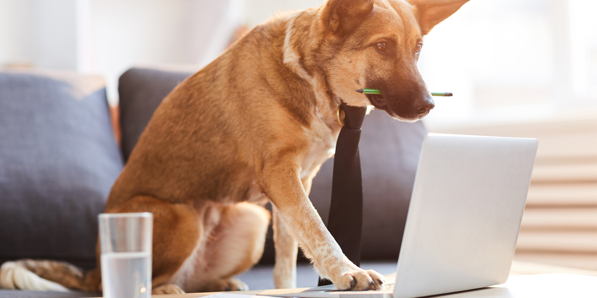 Dog Blogging